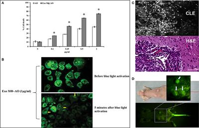 Acridine Orange: A Review of Novel Applications for Surgical Cancer Imaging and Therapy